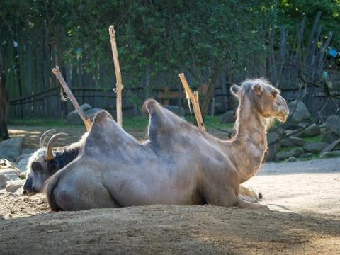 Side view on laying camel on the sand in the village Stock Photos