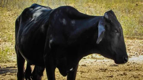 Side view of a lean black cow in a barren, sun-drenched landscape, evoking .. Stock Photos