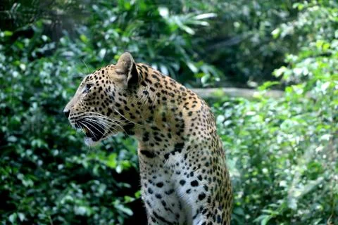 Side View of leopard (cheetah) Stock Photos