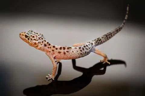 Side view of Leopard Gecko. Stock Photos