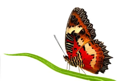 Side view of Leopard Lacewing butterfly sitting on grass leaf Stock Photos