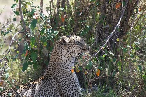 Side view of a leopard resting in the shade of green bushes Stock Photos