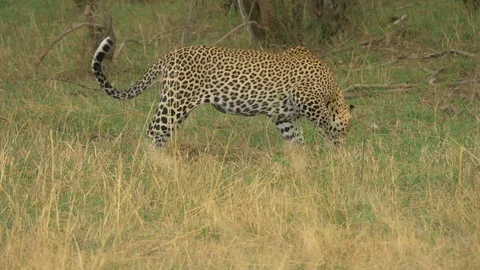 Side view of a leopard searching in the grass Stock Footage 87481441
