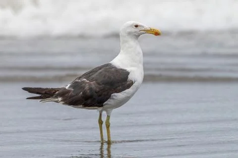 Side view of Lesser black-backed gull (Larus fuscus) Stock Photos