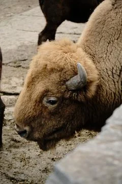 Side view of a light brown bison with horns at Belgrade Zoo. Close up portrait. Stock Photos