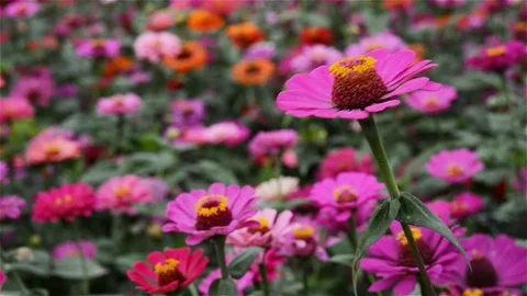 Side view lilac Zinnia Elegans Jacq in the wind close up Stock Footage 84546826