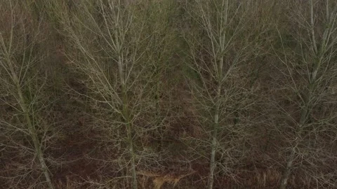 Side view of a line of trees without leaves in winter  or autumn Stock Footage 142751201