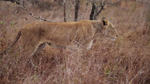 Side View Of A Lioness Walking On Dry Grass Stock Footage 236958525