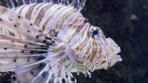 Side view of lionfish in slow motion under bright light Stock Footage 320336151
