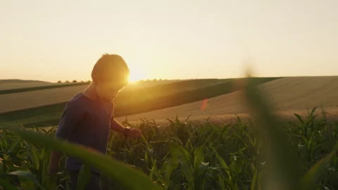 Side view of a little boy walking through a green corn field at sunset. Summer Stock Footage 251535300
