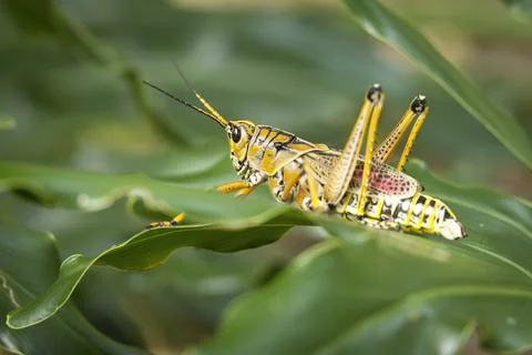 Side view of locust. Stock Photos
