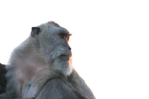 Side view of long-tailed macaque Stock Photos