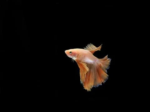 Side view of low orange fighting fish on black background Stock Photos