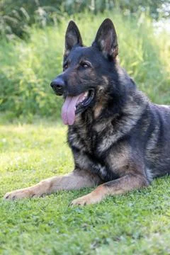 Side view of lying German Shepherd Dog Stock Photos