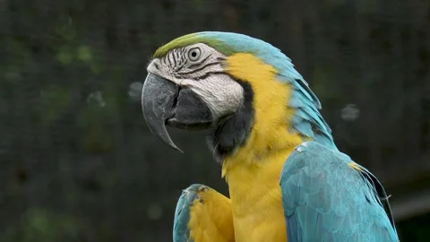 Side view of Macaw bird. Very closeup. 4k Stock Footage 289000976