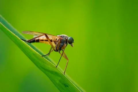 Side view macro close-up of a yellow Marsh Snipefly, Rhagio tringarius, Stock Photos