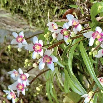 Side view macro display of blooming Sarcochilus orchid flowers and green buds Stock Photos
