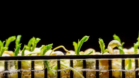 Side view macro hyperlapse of pea microgreens growing in water. Fresh green Stock Footage 335313603