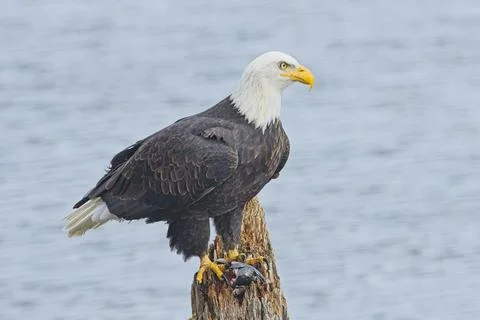 Side view of a majestic bald eagle. Stock Photos
