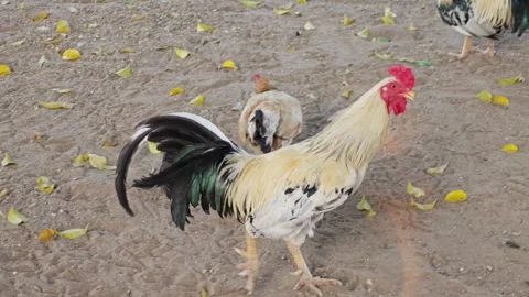 Side view of a majestic white rooster with black tail walking on the ground. 스톡 동영상 339188410