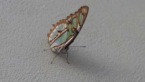 Side view of the Malachite butterfly. Stock Footage 312163955