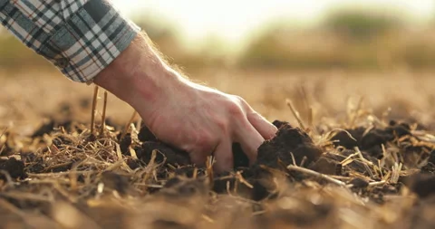 Side view: male hands touching soil on field. Stock Footage 263100135
