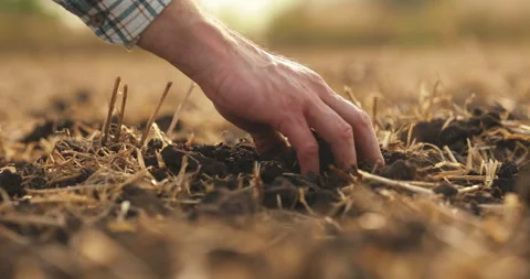Side view: male hands touching soil on field. Stock Footage 263100155