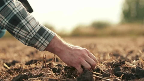 Side view: male hands touching soil on field. Stock Footage 263100659