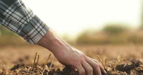 Side view: male hands touching soil on field. A close-up of a farmer holdin.. Stock Photos