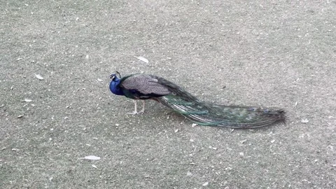 A side view of a male peacock with its long, colorful tail feathers trailing Stock Footage 337906421