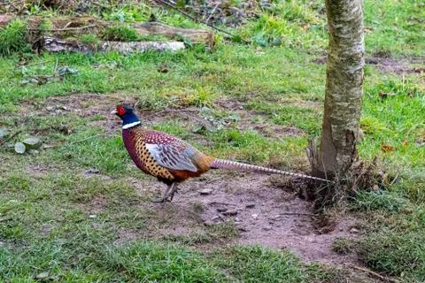 A side view of a male Pheasant foraging in winter Foto stock