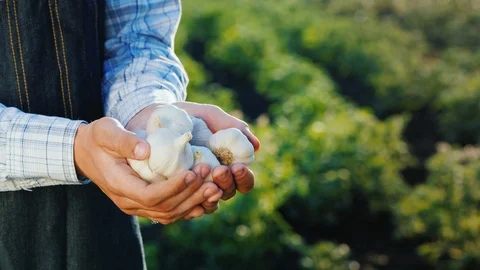 Side view of A man holds several garlic bulbs. Products from your garden Stock Footage 109173332