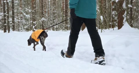 Side view, a man walks with his Kurtzhaar dog, dressed in an orange blanket Stock Footage 265041125
