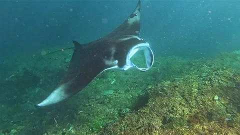 Side view of Manta Ray Stock Footage 331148532