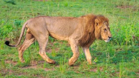Side view of mating lion walking in savannah grass Animal in wild 스톡 사진