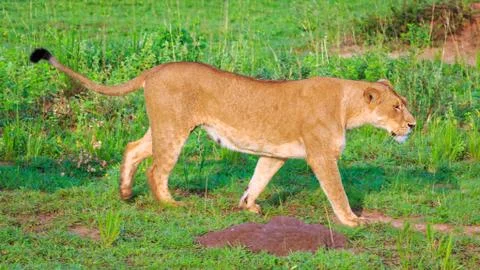 Side view of mating lioness walking in Murchison Falls National Park Stock-Fotos