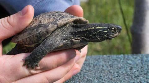 Side view of a Mauremys reevesii turtle held in child hands Stock Photos