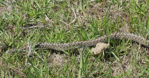 Side view of meadow viper (Vipera ursinii) crawling slowly in the grass Stock Footage 318198437