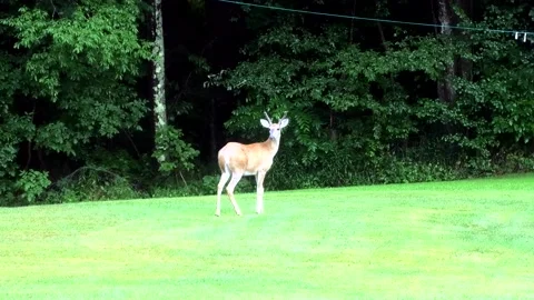 A Side View Medium Shot of a Four Point Buck Stock-Footage 158314008