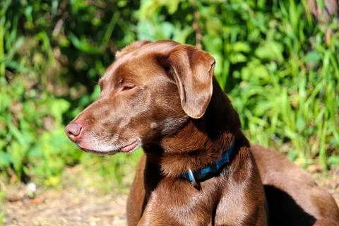A side view of a mixed breed dog looking to the side Stock Photos