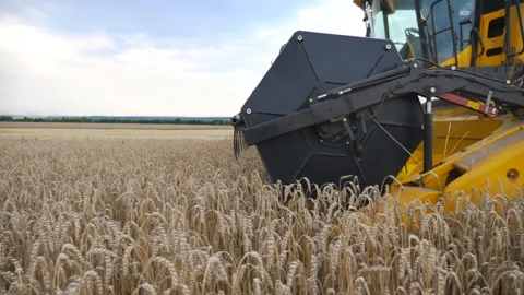 Side view of modern combine gathering crop of ripe wheat in countryside Stock Footage 326660843