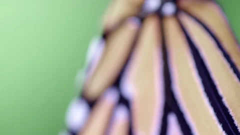 Side View Monarch Butterfly Hatched From Chrysalis Stock Footage 231956500