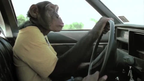 Side view of monkey driving vintage car on country road Video stock 260257062