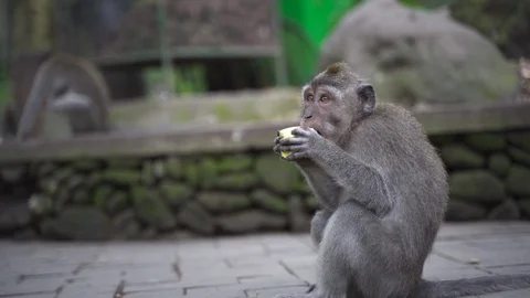 Side view monkey eating fruit, still ground level shot Video stock 123121563