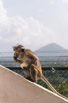 Side view of a monkey eating rice ball stolen from tourists while Stock-Fotos