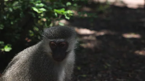 Side view of monkey sitting and eating. Chewing and looking around. Animals in Video stock 196195814