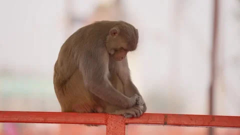 Side view of monkey sleeping on railing in city park. Handheld, close up Video stock 263820782