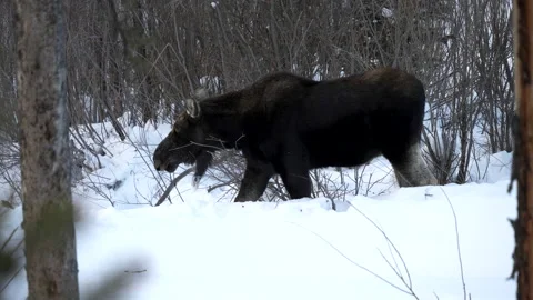 Side view of a moose cow grazing on willows during a yellowstone winter Stock Footage 136506359
