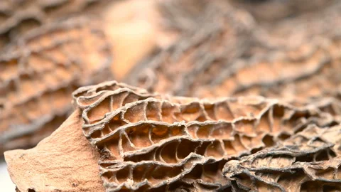Side view morel pause and rotating Stock Footage 121829006