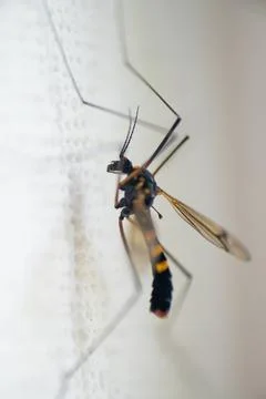 Side view to the mosquito sitting on a white wall. Stock Photos